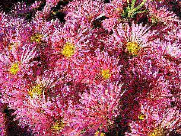 chrysanthemums from seeds, planting and care in the open field