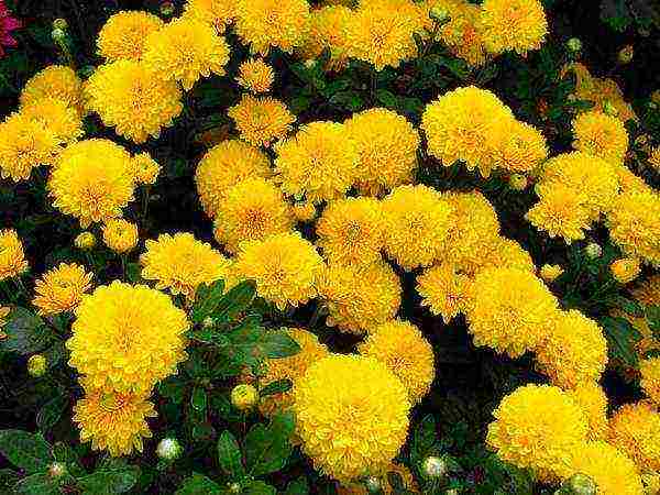 chrysanthemums from seeds, planting and care in the open field