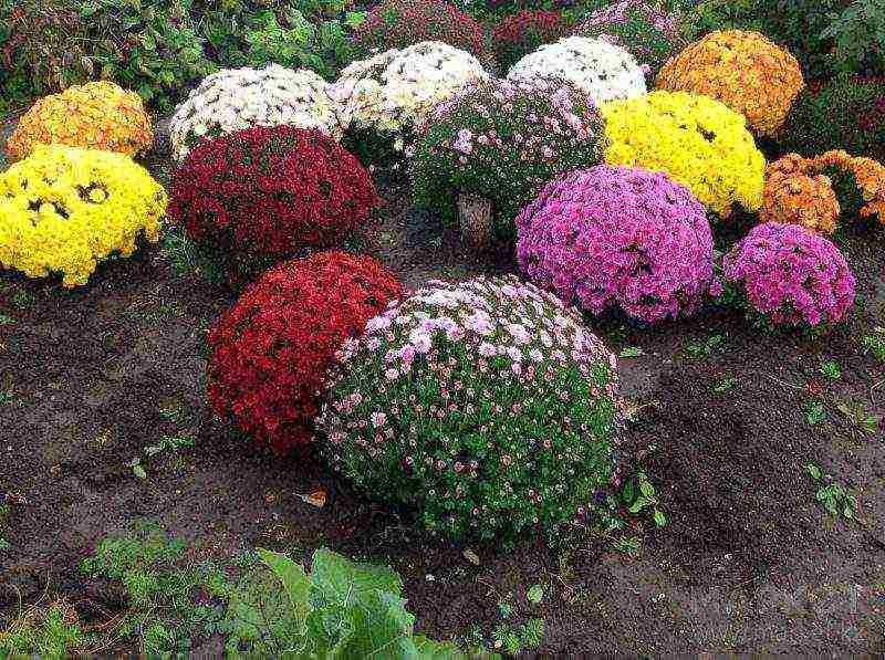 chrysanthemum multiflora planting and care in the open field