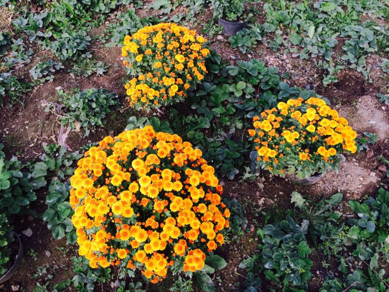 pagtatanim at pag-aalaga ng chrysanthemum multiflora sa bukas na bukid