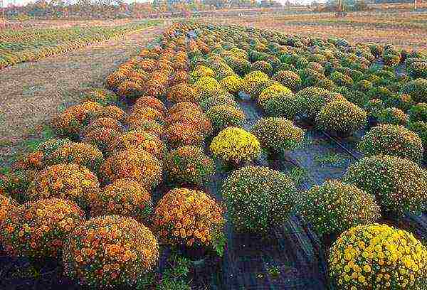 chrysanthemum multiflora planting and care in the open field