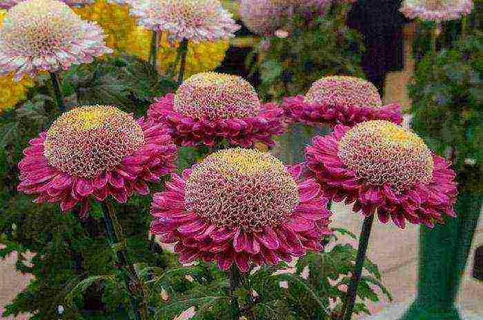 taunang pagtatanim at pangangalaga sa chrysanthemums sa bukas na bukid