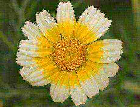 chrysanthemums annual planting and care in the open field