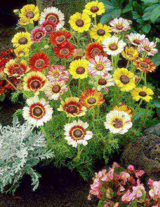 chrysanthemums annual planting and care in the open field