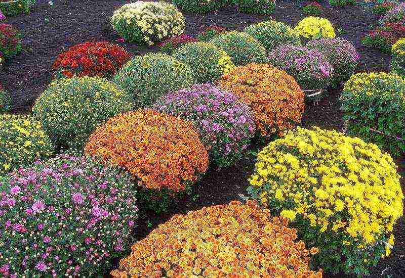 chrysanthemums annual planting and care in the open field