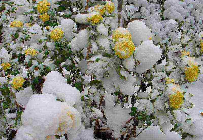 chrysanthemums annual planting and care in the open field