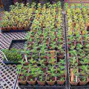 chrysanthemums annual planting and care in the open field