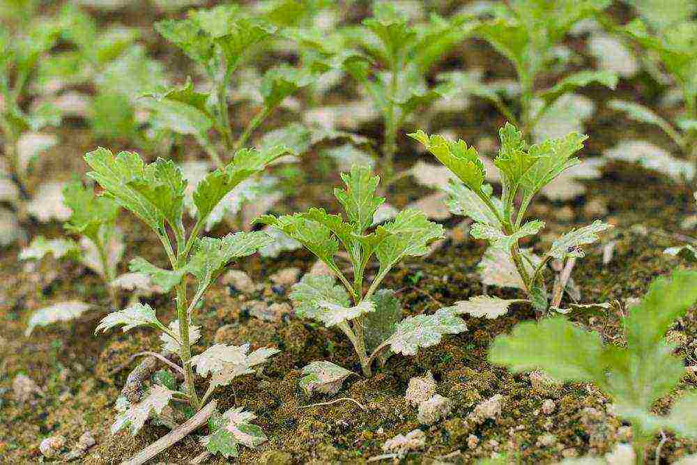 chrysanthemum planting and care in the open field for beginners