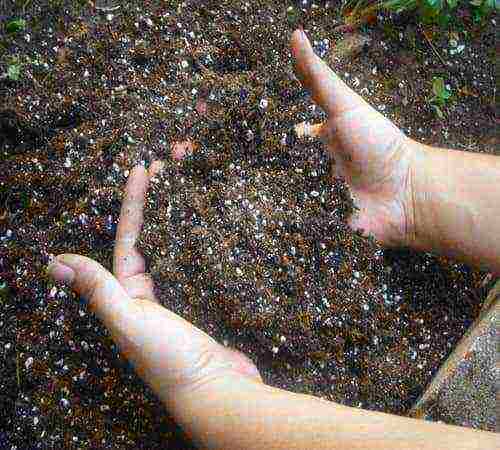 chrysanthemum planting and care in the open field for beginners