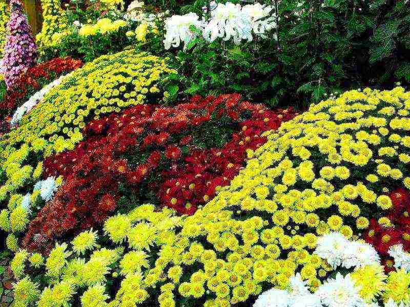 chrysanthemum planting and care in the open field for beginners