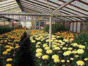 chrysanthemum planting and care in the open field wintering