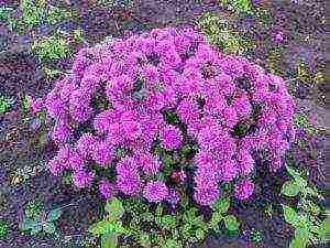 chrysanthemum planting and care in the open field wintering