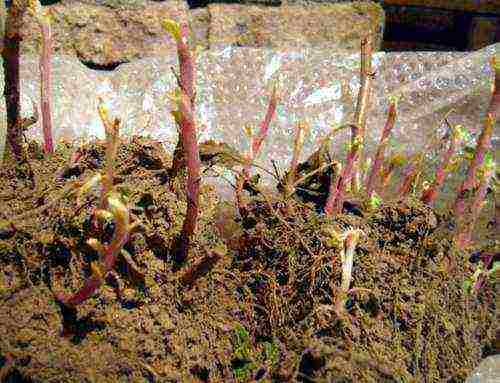 chrysanthemum planting and care in the open field wintering