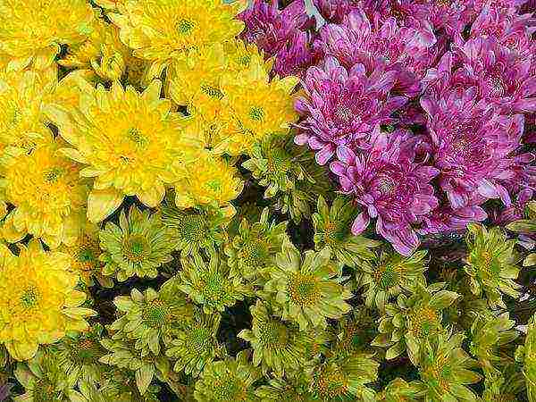 chrysanthemum seeds planting and care in the open field