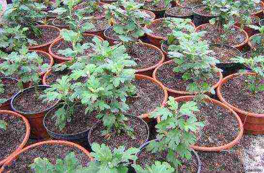 chrysanthemum seeds planting and care in the open field