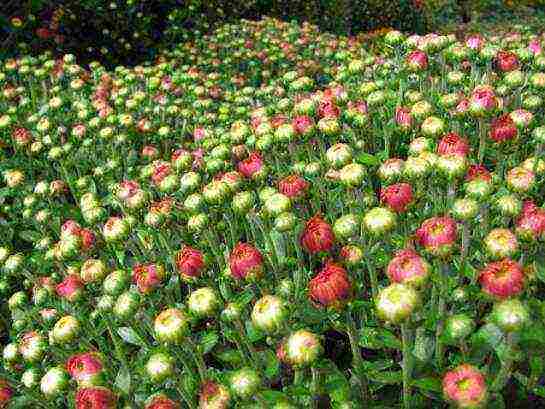 chrysanthemum seeds planting and care in the open field