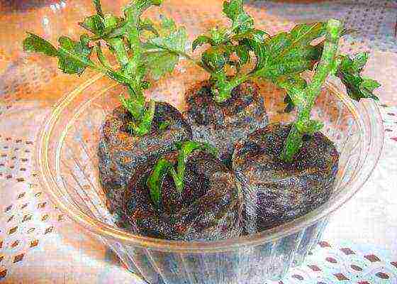 chrysanthemum seeds planting and care in the open field