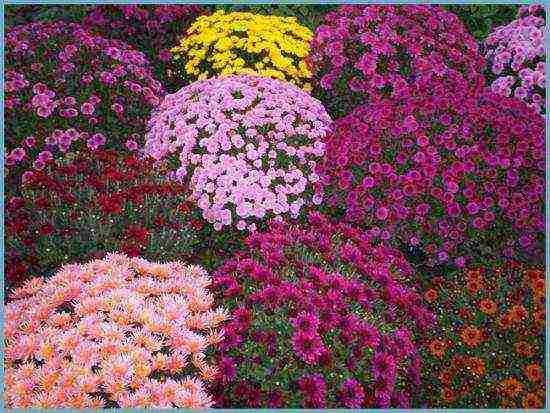 chrysanthemum spherical planting and care in the open field