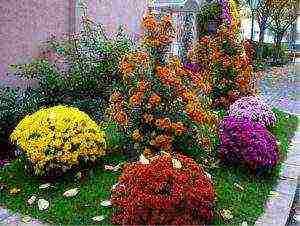 chrysanthemum spherical planting and care in the open field