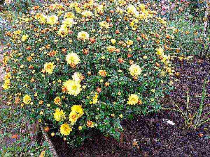 chrysanthemum spherical planting and care in the open field