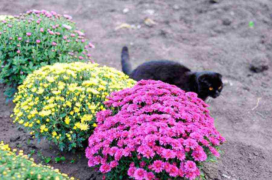 chrysanthemum spherical planting and care in the open field