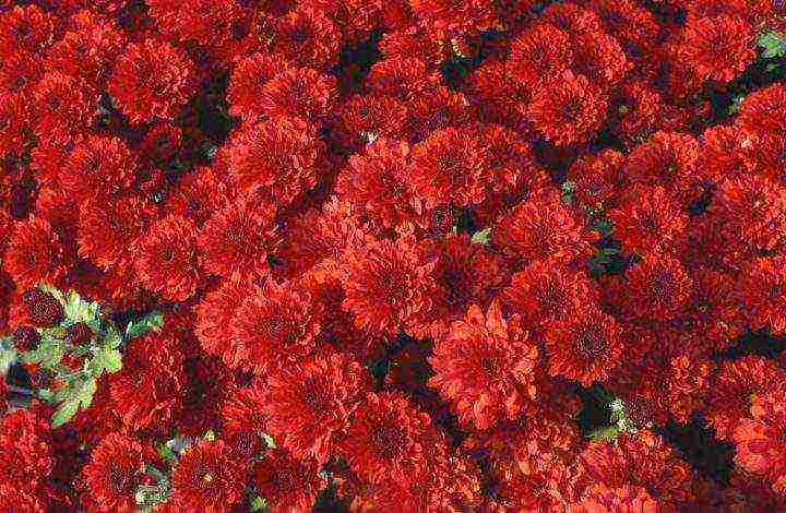 chrysanthemum spherical planting and care in the open field