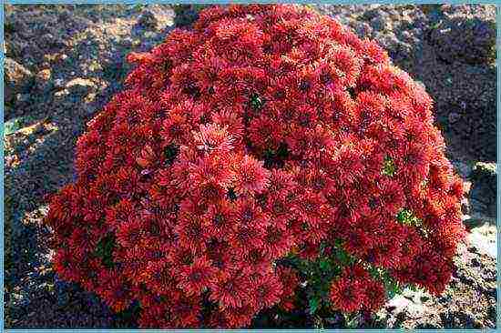 chrysanthemum spherical planting and care in the open field