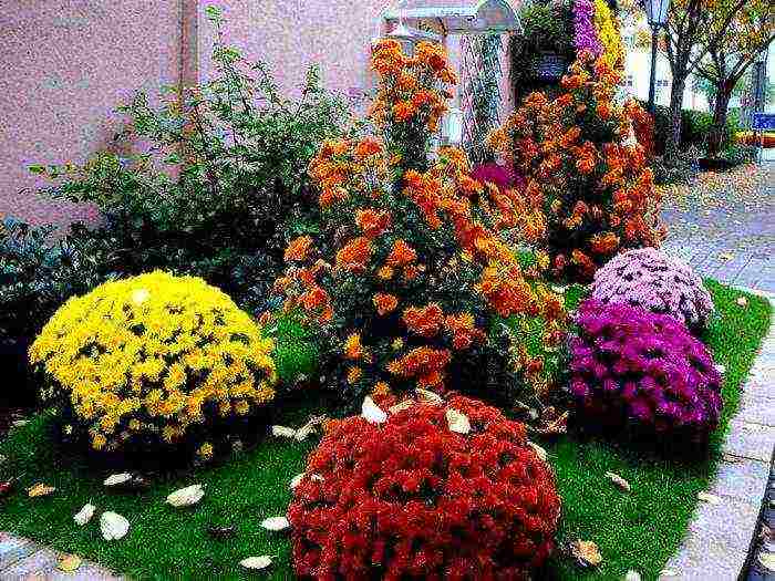 chrysanthemum spherical planting and care in the open field