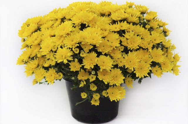 chrysanthemum spherical planting and care in the open field