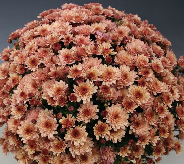 chrysanthemum spherical planting and care in the open field