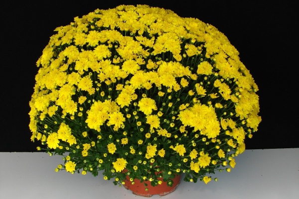 chrysanthemum spherical planting and care in the open field