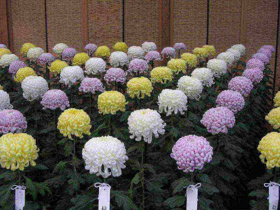 chrysanthemum spherical planting and care in the open field