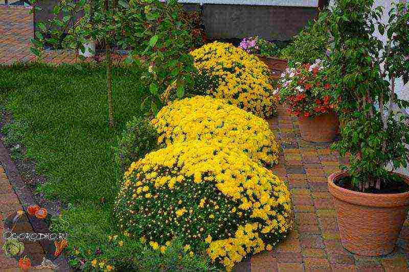 chrysanthemum spherical planting and care in the open field in the fall