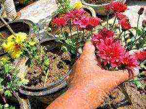 chrysanthemum spherical planting and care in the open field in the fall