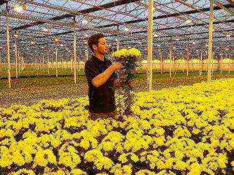 chrysanthemum spherical planting and care in the open field in the fall