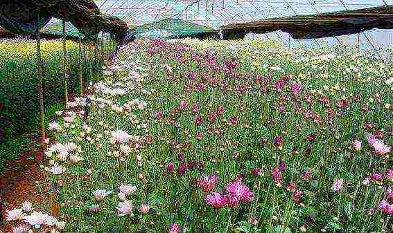 chrysanthemum spherical planting and care in the open field in the fall