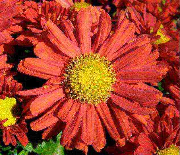 chrysanthemum spherical planting and care in the open field in the fall