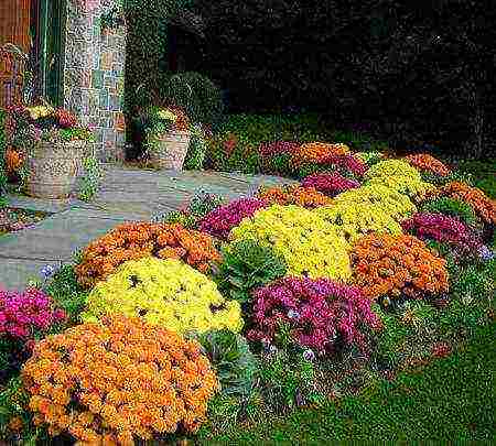 chrysanthemum spherical planting and care in the open field in the fall