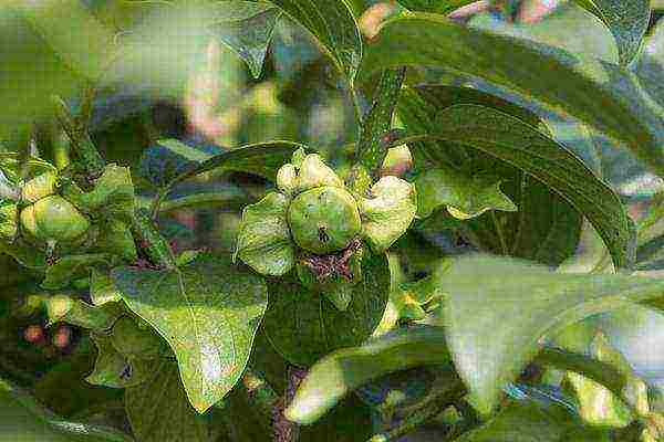 persimmon chocolate planting and care in the open field