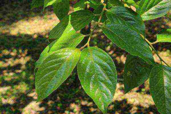 persimmon ang pagtatanim ng tsokolate at pangangalaga sa bukas na bukid