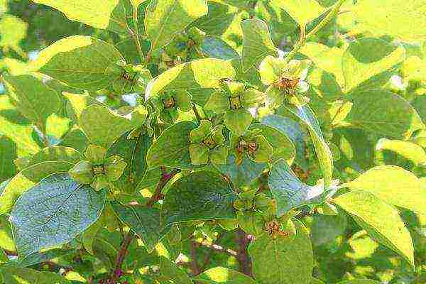 persimmon chocolate planting and care in the open field