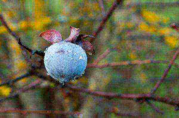 persimmon chocolate planting and care in the open field