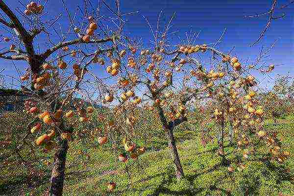 persimmon chocolate planting and care in the open field