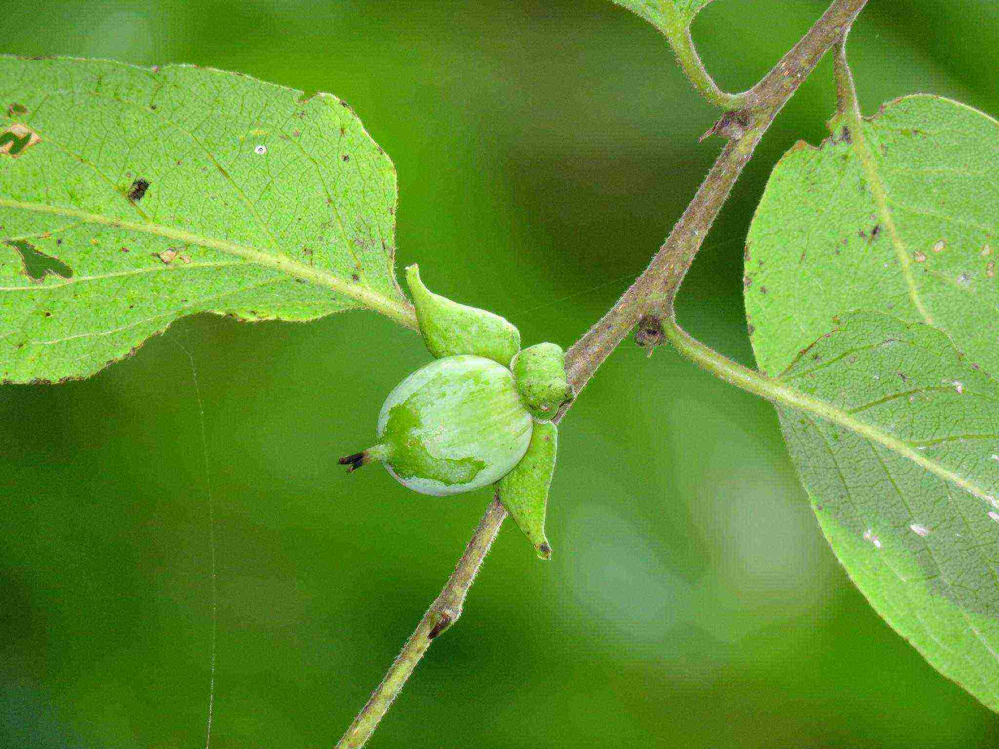 persimmon chocolate planting and care in the open field