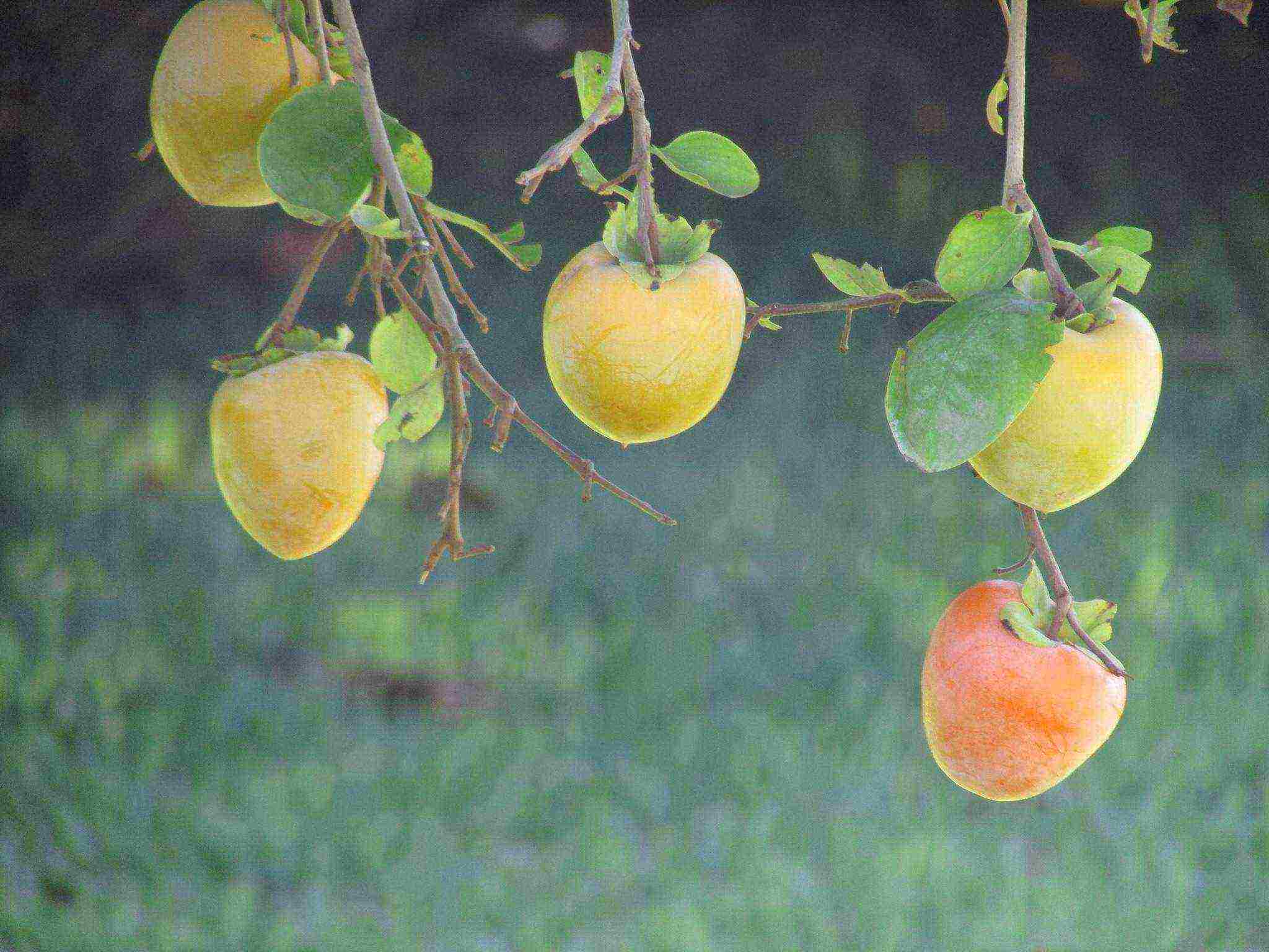 persimmon ang pagtatanim ng tsokolate at pangangalaga sa bukas na bukid