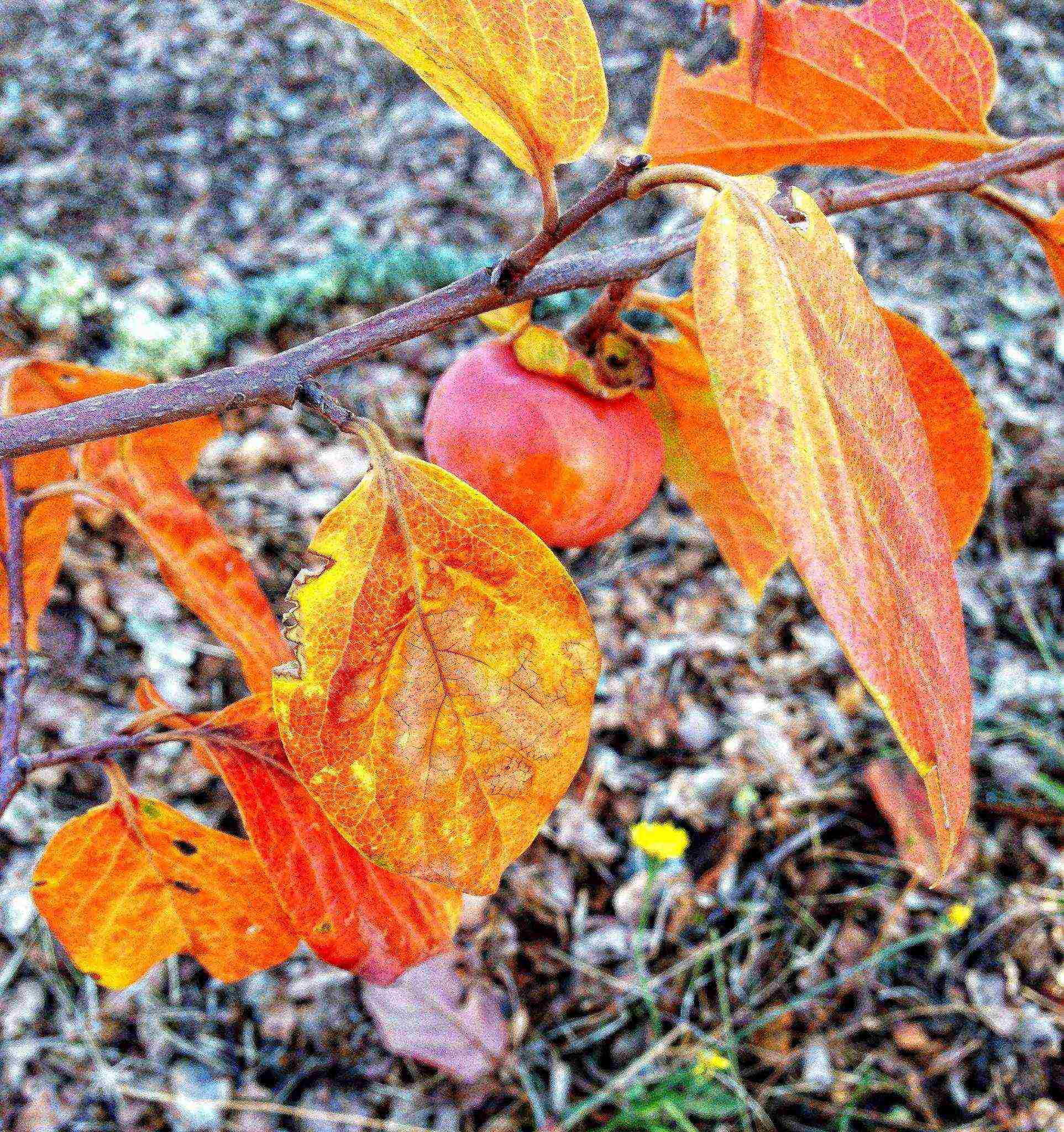 persimmon ang pagtatanim ng tsokolate at pangangalaga sa bukas na bukid