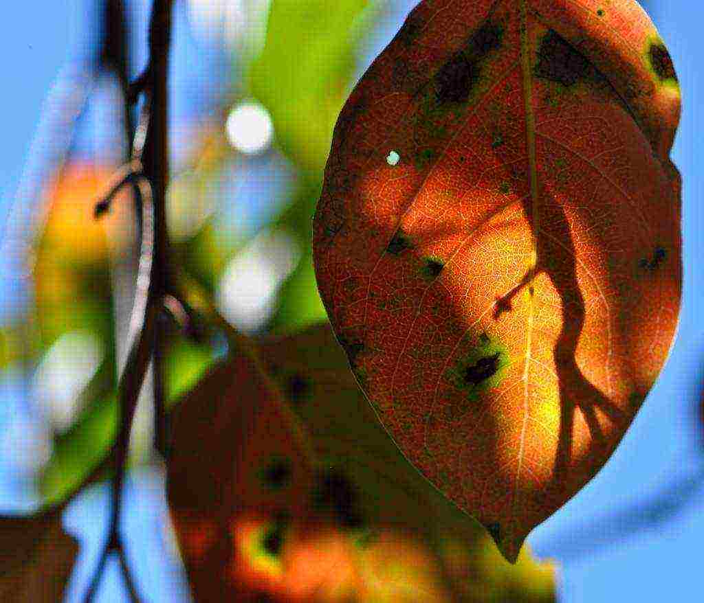 persimmon ang pagtatanim ng tsokolate at pangangalaga sa bukas na bukid