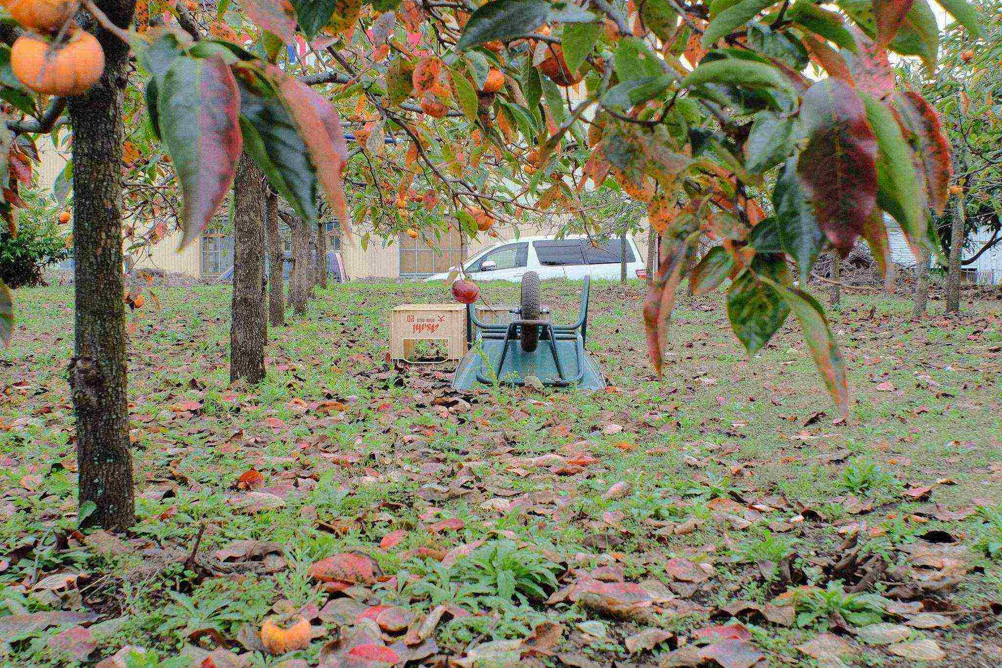 persimmon chocolate planting and care in the open field