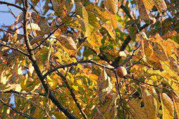 persimmon chocolate planting and care in the open field