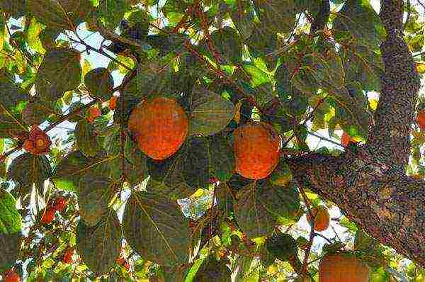 persimmon chocolate planting and care in the open field